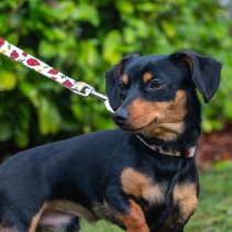 Soho Ladybird Lead 100cm | 50kg