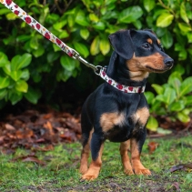 Soho Ladybird Lead 100cm | 50kg