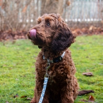 Soho Counting Sheep 100cm | 50kg