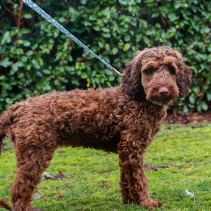 Soho Counting Sheep 100cm | 50kg