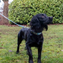 Soho Aztec&nbsp;Lead 100cm | 50kg