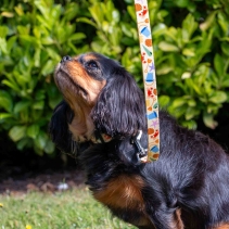 Soho Bucket & Spade  Collar S 20-30cm
