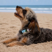 Soho Beach Hut Collar S 20-30cm