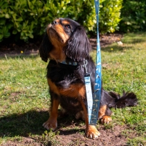 Soho Seagull Lead 100cm | 50kg