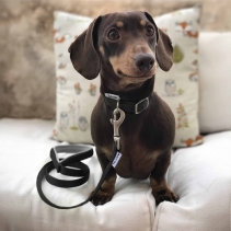 Viva Collar Black 20-26cm Size 1