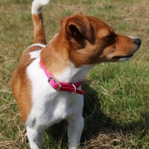 Viva Collar Black 20-26cm Size 1