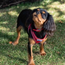 Viva Collar Black 39-48cm Size 5