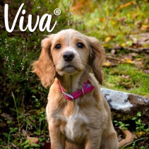 Viva Collar Pink 39-48cm Size 5