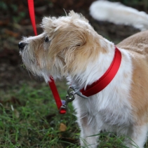 Viva Adjustable Collar Black 30-50cm Size 2-5