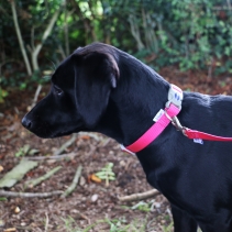 Viva Adjustable Collar Pink 30-50cm Size 2-5
