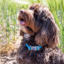 Viva Adjustable Collar Blue 45-70cm Size 5-9