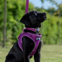 Viva Adjustable Collar Blue 45-70cm Size 5-9