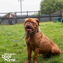 Extreme+ Extra Heavy Chain Lead 50cm