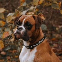Soho Black Daisy Collar M 30-50cm