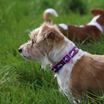 Soho Purple Bone Lead 100cm | 50kg