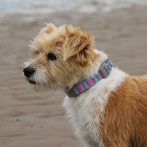 Pink Candy Stripe Made From Collar L