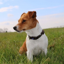 Country Check Adjustable Collar 20-30cm