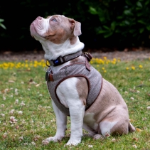 Heritage Herringbone Collar M 30-50cm