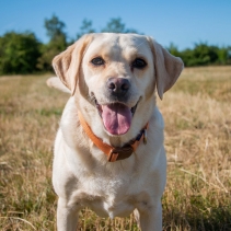 Heritage Magnetic Lock Collar Marigold Med 2-5