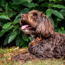 Heritage Magnetic Lock Collar Marigold Med 2-5