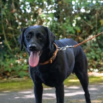 Heritage Magnetic Lock Collar Marigold Med 2-5