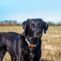 Heritage Magnetic Lock Collar Blue Med 2-5