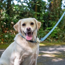 Heritage Magnetic Lock Collar Blue Med 2-5