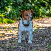Heritage Magnetic Lock Collar Blue Med 2-5