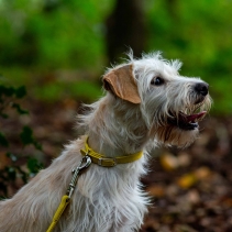Softweave Collar Mustard Made From Size 1
