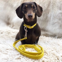 Softweave Collar Mustard Made From Size 1