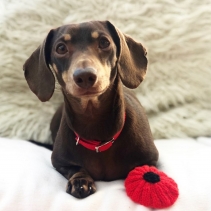 Softweave Collar Red Made From Size 2