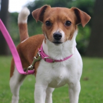 Softweave Lead Pink Made From 1mx19mm