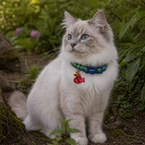 Cat Reflective ID Tag Cat/Fish Shape
