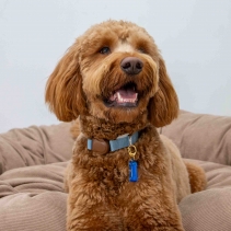 Dog Reflective ID Tag Bone Shape