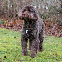 Dog Reflective ID Tag Bone Shape