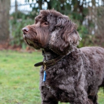 Dog Reflective ID Tag Bone Shape