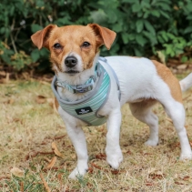 Soho Stripe/Leaf Reversible Harness XS