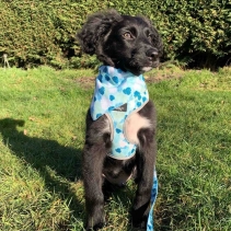 Soho Stripe/Leaf Reversible Harness XS