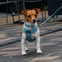 Soho Dino/Ice Cream Reversible Harness S