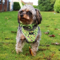 Soho Dino/Ice Cream Reversible Harness S