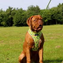 Soho Dino/Ice Cream Reversible Harness S