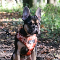 Maple Leaf /Woodland Reversible Harness S