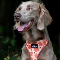 Maple Leaf /Woodland Reversible Harness S
