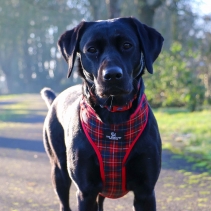 Soho Tartan/Star Reversible Harness L