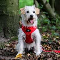 Soho Tartan/Star Reversible Harness L