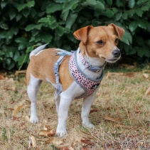 Soho Dalmatian/Zigzag Reversible Harness L