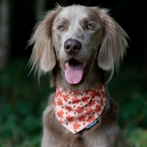 Maple Leaf/Woodland Patterned Bandana (2 per pack)