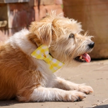 Sunflower/Yellow Check Bow Tie (2 per pack)