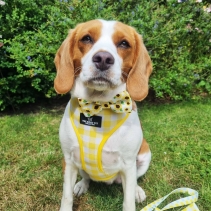 Sunflower/Yellow Check Bow Tie (2 per pack)