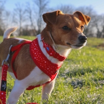 Soho Star Collar S 20-30cm